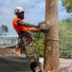 Sydney Tree Cutting - Gallery image 1