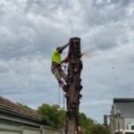 Sydney Tree Cutting - Gallery image 2